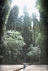 Redwoods