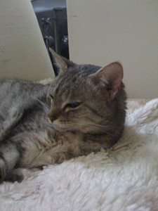 Cleo 2