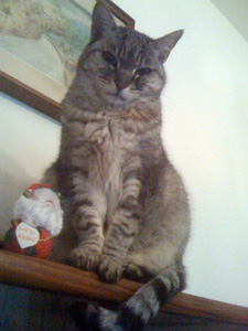 Cleo 8