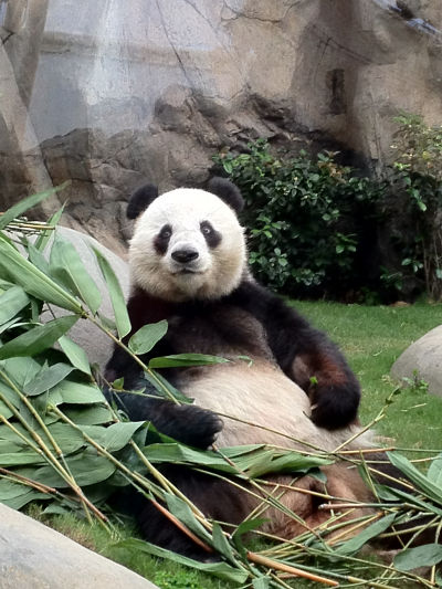Hong Kong Giant Panda