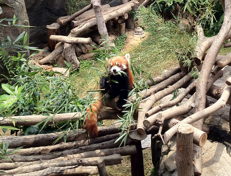 Red Panda