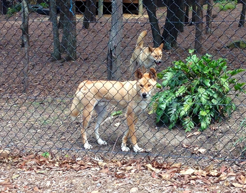 Australian Dingo