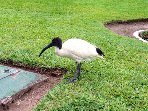 Australian Ibis