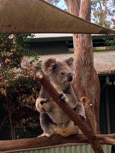 Koala