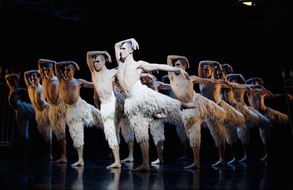Swan Lake Swans