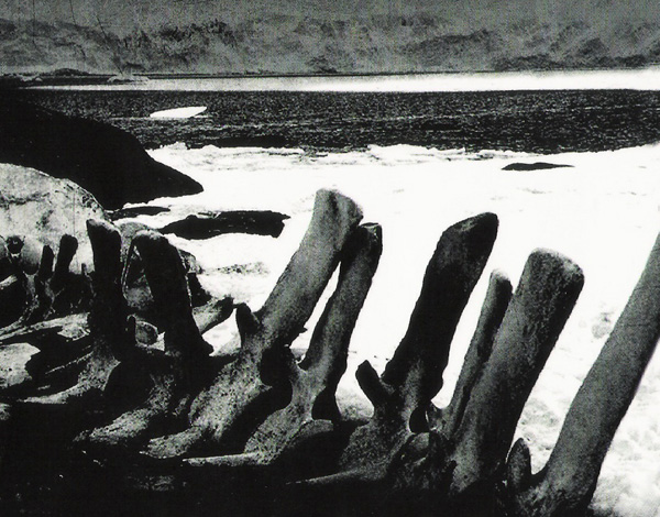 Whale-Bones